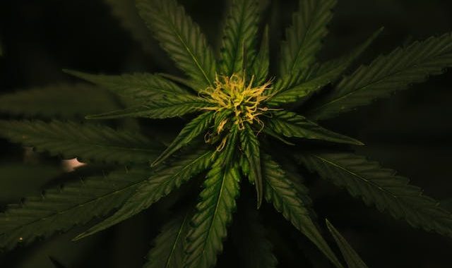 La Science Derrière l’Euphorie du Cannabis: Une Exploration des Effets sur le Corps et l’Esprit